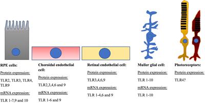 Toll-Like Receptor Signalling Pathways and the Pathogenesis of Retinal Diseases